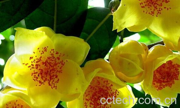 果蔬百科金花茶-0