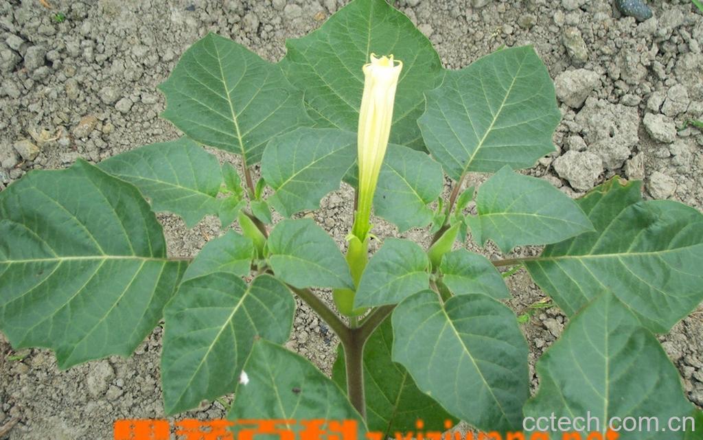 果蔬百科洋金花的功效与作用-0