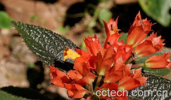 果蔬百科金红花-0