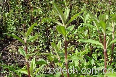 果蔬百科生甘草的功效与作用-0