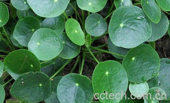 果蔬百科镜面草-0