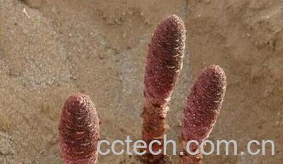 果蔬百科锁阳-0