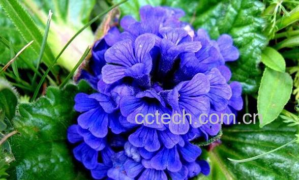 果蔬百科筋骨草-0