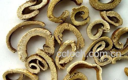 果蔬百科桑白皮的功效与作用-0