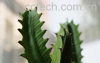 果蔬百科龙骨-0