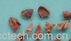 果蔬百科五倍子-0