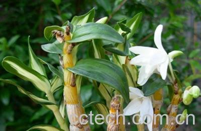 果蔬百科菟丝子的功效与作用-0