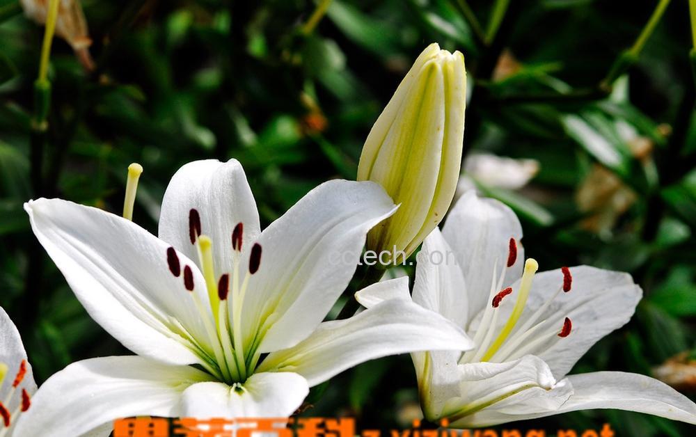 果蔬百科百合花的功效和作用-0