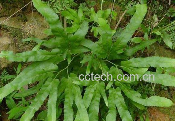 果蔬百科海金沙-0