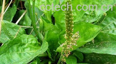 果蔬百科车前草的功效 清热利尿;凉血;解毒。主热结膀胱;小便不利;淋浊带下;暑湿泻痢;衄血;尿血;肝热目赤;咽喉肿痛;痈肿疮毒 车前草的作用 1、对泌尿系统的影响：车前草有一定利尿作用,可使犬、家兔及人的水分排出增多,并增加尿素、尿酸及氯化钠的排出。 2、镇咳、平喘、祛痰作用：车前草煎剂以高低两种剂量给猫灌胃,均可使猫的致咳电刺激阈显着上升,且随剂量增加,作图加强。 3、抗病原微生物作用：车前草水浸剂在试管内对同心性毛癣菌、羊毛状小芽胞癣菌、星状奴卡菌等有不同程度的抑制作用。 4、对胃、肠道作用：给巴甫洛夫小胃及胃疾的狗灌服车前草木提物或浸剂0.5g/kg,对胃液分泌有双向调节作用;对毛果芸香碱所致胃液分泌过多和肾上腺素所致胃液分泌过少,均有对抗作用。车前草对工作状态的胃有抑制作用,对安静状态的胃却无作用。车前草还可暂时性增加肠液分泌,对肠运动则无明显影响。 5、抗炎作用：大鼠口服车前果胶0.5g/kg或1g/kg,对由甲醛或右旋糖酐引起的炎性水肿,有明显抑制作用。 6、其他作用：车前草提取物对艾氏腹水癌及小鼠肉瘤S180有较弱的抑制作用。车前黄酮甙(plantaginin)小剂量能使家兔心跳变慢,振幅加大,血压升高,大剂量可引起心脏麻痹,血压降低。它还使呼吸变深变大而慢,促进支气管及消化道的分泌,促进肠管、子宫的运动。 车前草药用价值 1、车前草治疗慢性支气管炎：每日取干车前草30-60克，鲜者加倍，先用冷水浸泡30分钟，用武火煎煮2次服用，每日1 剂，连用3-5天即可减轻症状或痊愈。本方特别对肺热咳嗽气喘疗效甚佳。 2、车前草治疗百日咳：每日取干车前草30-60克，鲜者加倍，煎浓汁去渣，加蜂蜜30克调匀，每日分3～4次服用。经临床验证百日咳20例，轻的，周内痊愈，重的约半个月痊愈。 3、车前草治疗腮腺炎：每日取干车前草30-60克，鲜者加倍，煎水2次，首次加水300毫升煎至100毫升，第2次加水200毫升，煎至100毫升，2次药液混合，分2次服用，一般连续服用3- 5天即可减轻或痊愈，病情重者可酌加药量。 4、车前草治疗急性黄疸型肝炎：每日取干车前草60克，鲜者加倍，水煎二次服用。笔者用此药治疗急性黄疽型肝炎(即甲型肝炎)历例，总有效率为98.8%，食欲恢复时间5-7天，黄疸消退时间为14天。 5、车前草治疗痛风性关节炎：取干车前草30-60克，鲜者加倍，水煎2次服用，每日1剂，连续服用，服药后分别于用药12-15天内症状缓解。为防治复发，以后每隔20天服药10-15剂，未再复发。 6、车前草治疗口舌生疮：每日取干车前草30克，鲜者加倍，水煎2次，加白糖适量分2次内服，每日1剂。笔者曾治疗本病35例，患者多在2-4天内痊愈。 7、车前草治疗高血压：每日取干车前草30克，鲜者加倍，水煎2次，当茶饮。用上方治疗高血压50例，患者经过1个月的治疗。收缩压降低至20千帕(150毫米汞柱)以内的23例，舒张压降低至12千帕(叨毫米汞柱)以内6例。 8、车前草治疗青光眼：每日取干车前草60克，鲜者加倍，水煎2次，2次汤液合在一起，2分次服用。经临床治疗本病10例，一般服药2-3天后，头痛、目痛减轻，瞳孔缩至正常，视力增加。 9、车前草治疗小儿腹泻：取干车前草30克，鲜者加倍，每日1剂，水煎2次分服，一般1- 2天即可痊愈。 10、车前草治疗细菌性痢疾：每日取干车前草60克，鲜者加倍，水煎2次，2次药液调匀，每日3分次服用，连续7- 10天。 11、治疗隐匿性肾炎：取鲜车前草洗净绞碎，每天50-100克，取鲜汁口服，每次30毫升，每日3次，观察治疗8周，总有效率达85%以上。-0