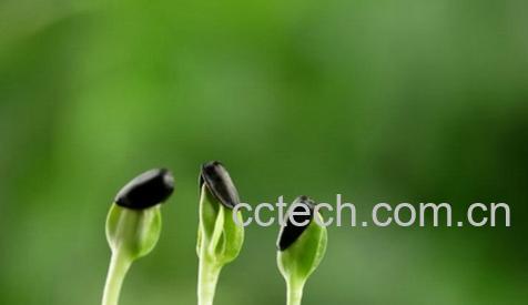 果蔬百科车前草的功效与作用-0