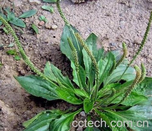 果蔬百科车前子-0