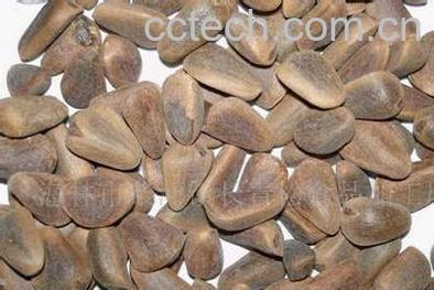 果蔬百科松仁-0