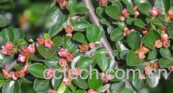 果蔬百科平枝荀子-0