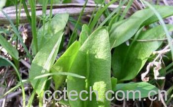 果蔬百科瓶耳小草-0