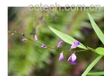 果蔬百科远志-0