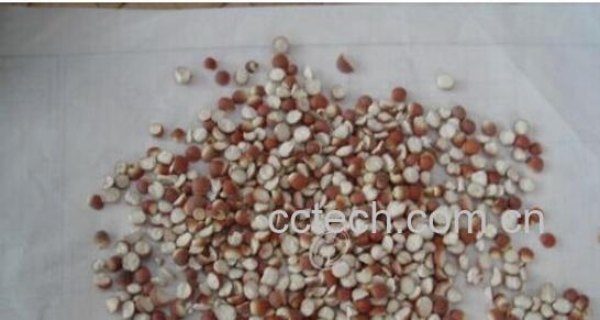 果蔬百科芡实-0