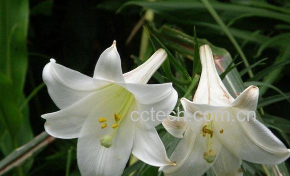 果蔬百科台湾百合-0