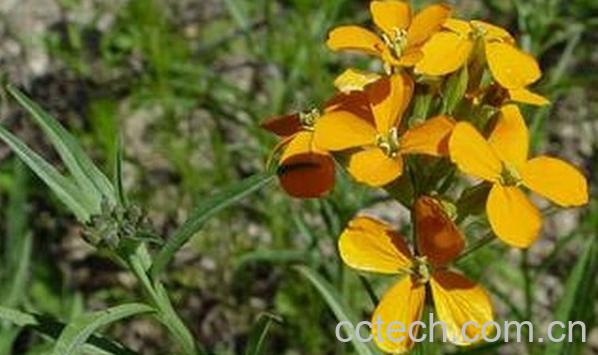 果蔬百科糖芥-0