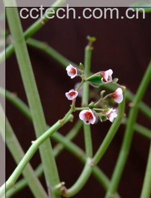 果蔬百科垂悬大戟-0