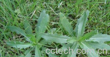 果蔬百科猪毛菜-0