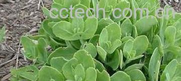 果蔬百科八宝-0