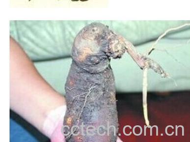 果蔬百科 何首乌-0