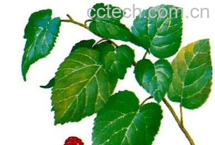 果蔬百科桑叶-0