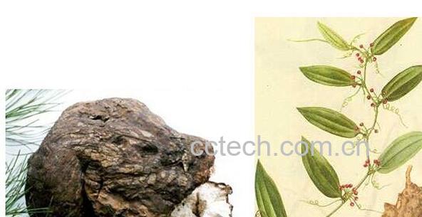 果蔬百科茯苓-0