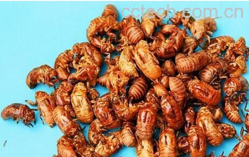 果蔬百科蝉蜕-0