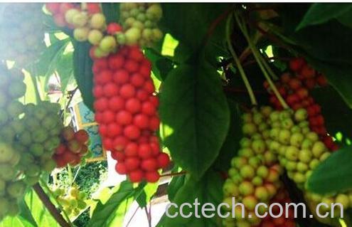 果蔬百科五味子-0