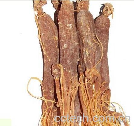 果蔬百科红参-0