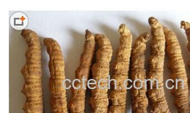 果蔬百科虫草-0