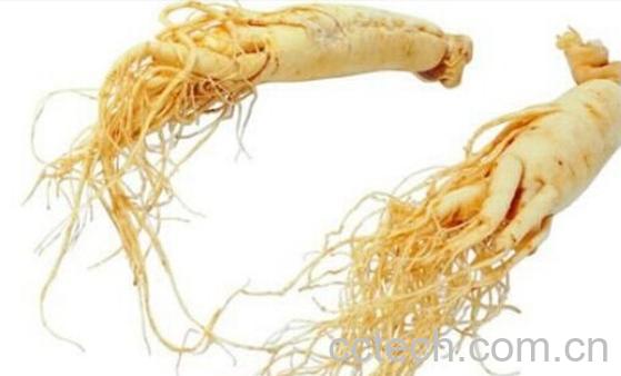 果蔬百科花旗参-0