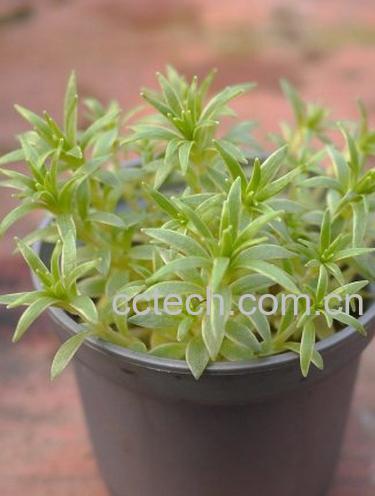 果蔬百科白佛甲-0