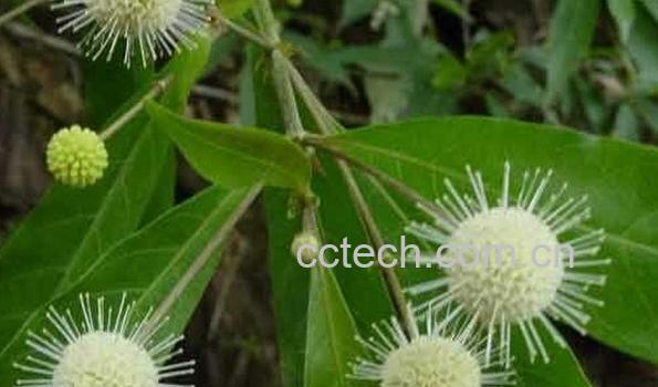 果蔬百科水杨梅-0