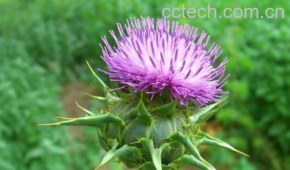 果蔬百科水飞蓟-0