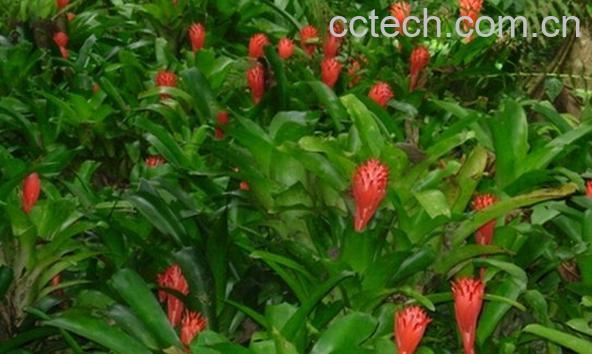 果蔬百科水塔花-0