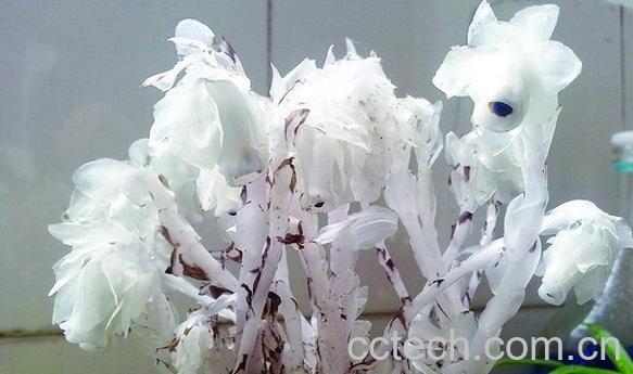 果蔬百科水晶兰-0