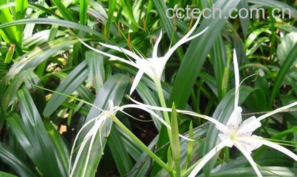 果蔬百科水鬼蕉-0