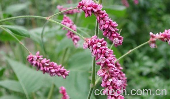 果蔬百科水红花子-0