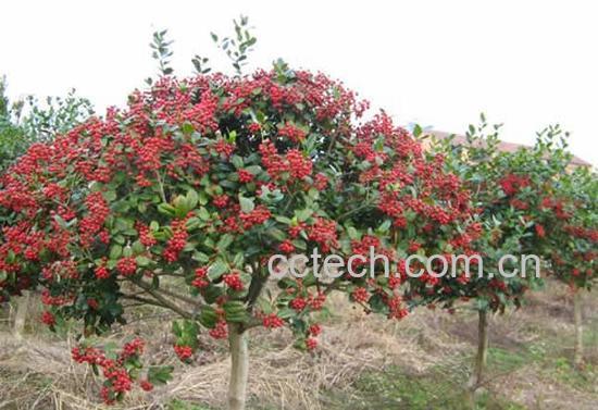 果蔬百科枸骨-0