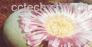 果蔬百科皮尔逊金铃-0