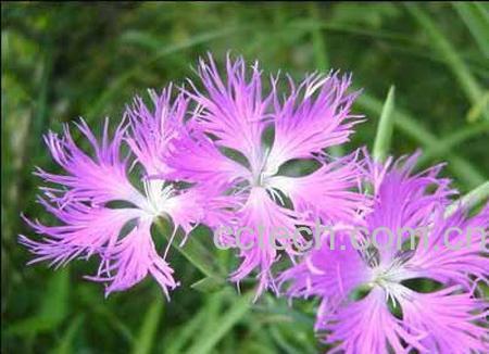 果蔬百科瞿麦-0