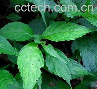 果蔬百科球花马蓝-0