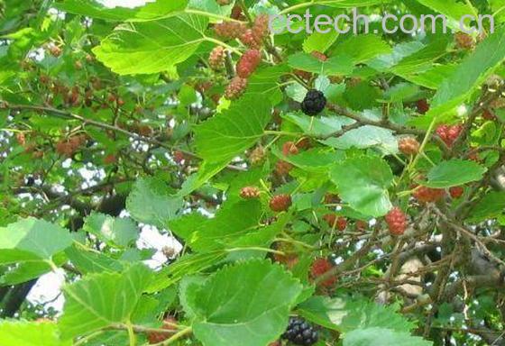 果蔬百科桑树-0