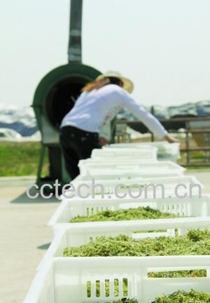 果蔬百科山银花-0