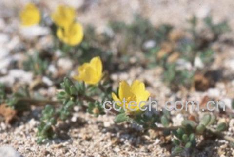 果蔬百科山居雪林芝-0