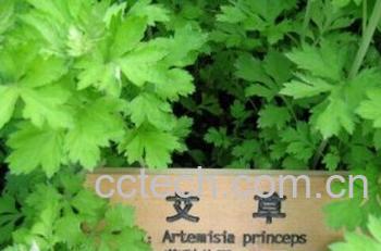 果蔬百科艾叶-0