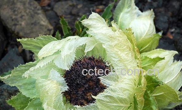 果蔬百科天山雪莲-0